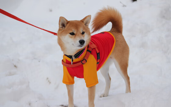 九游登录中心-史上最精彩“冠军夜”回顾，荣耀永不褪色！，王者荣耀冠军之夜是什么时候